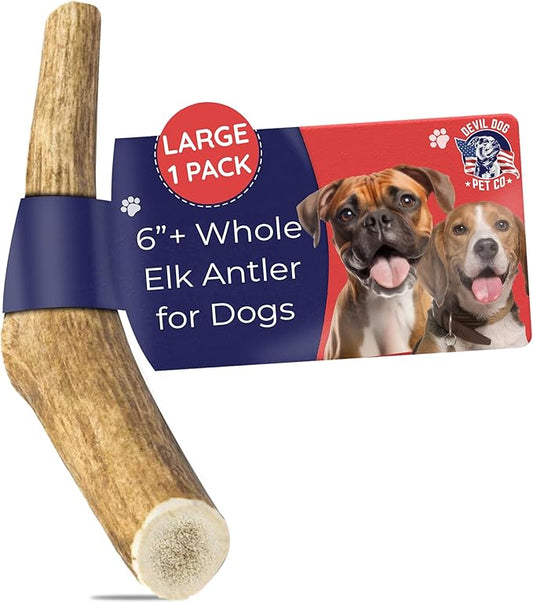 Devil Dog Pet Co. Elk Antlers for Dogs, Large 6"+, 1 Pack, Grade A Long Lasting Chew for Aggressive Chewers, Premium USA Naturally Shed Antler – Healthy, No Odor, Durable Dog Chew