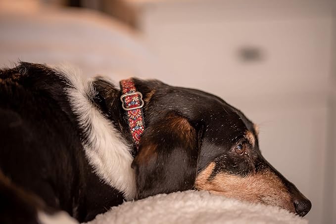 Dog Collars for Small Medium & Large Dogs - Designer Patterns on Long Lasting, Adjustable, Strong and Durable - Choose from Stunning Patterns and Colors. Red Woven Collar Get It Now!
