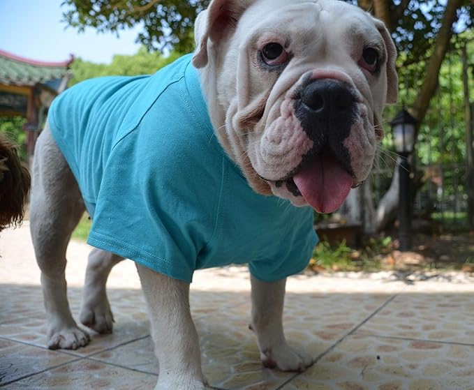 Lovelonglong Bulldog Clothes Dog Clothing Blank T-Shirt Tee Shirts for French Bulldog English Bulldog American Pit Bull Pugs 100% Cotton Skin Care Turquoise B-L