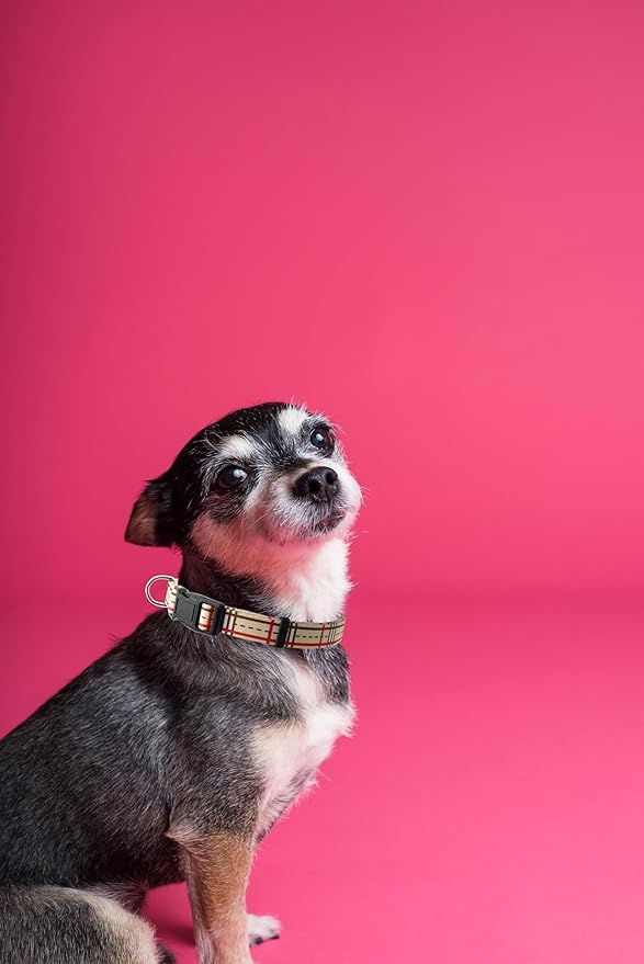 Dog Collar, Cute Stripe Pattern, Soft and Adjustable Collar with Quick Release Buckle (XS (Neck 9-13", Width 3/8"), Stripe Cream)