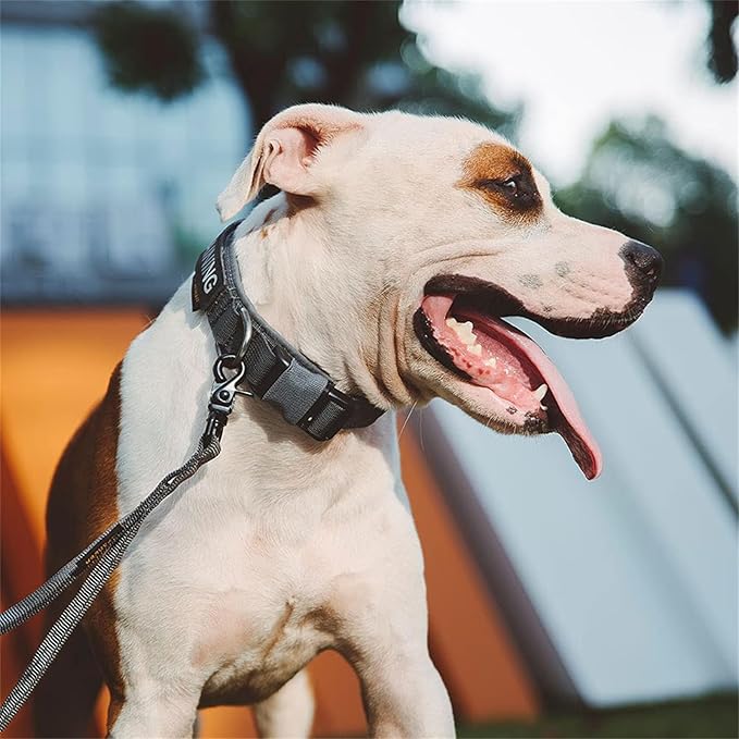 EXCELLENT ELITE SPANKER Puppy Dog Collar - Nylon Adjustable, Soft Padded for Small Dogs