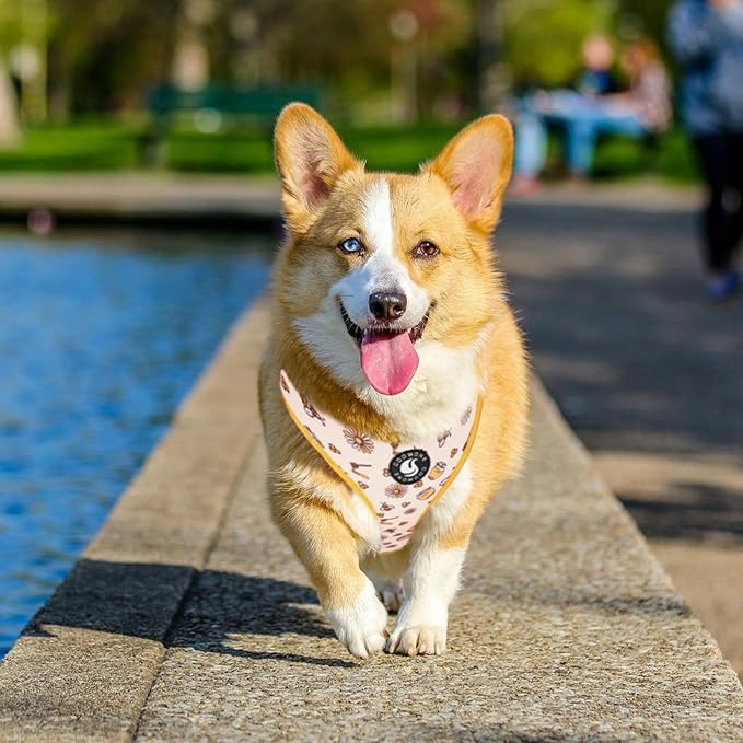 Dog Cat Harness and Leash Set, Puppia Soft Mesh Padded and Adjustable Puppy Vest Cute Dog Clothes Escape Proof Easy Walk Pet Accessories (Honeybee, L (Neck 15.7"-21"; Chest 19.6"-28.3"))