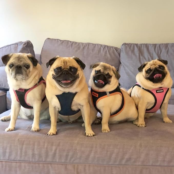 Voyager Step-in Air All Weather Mesh Harness and Reflective Dog 5 ft Leash Combo with Neoprene Handle, for Small, Medium and Large Breed Puppies by Best Pet Supplies - Blue/Black Trim, Medium