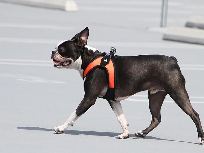 Gooby Escape Free Easy Fit Harness - Orange, X-Small - No Pull Step-in Patented Small Dog Harness with Quick Release Buckle - Perfect On The Go No Pull Harness for Small Dogs or Medium Dog Harness