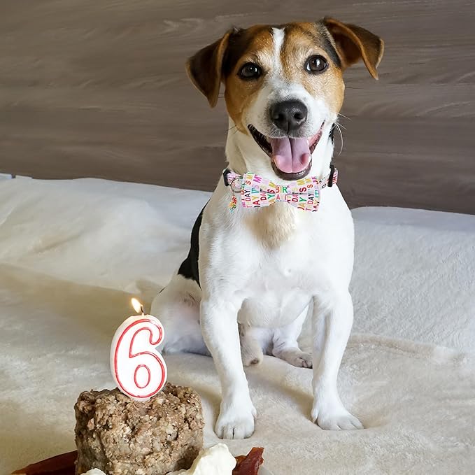 ADOGGYGO Birthday Dog Collar with Bowtie, Pet Birthday Collar with Detachable Bow, Adjustable Bowtie Collars for Small Medium Large Dogs (Medium)