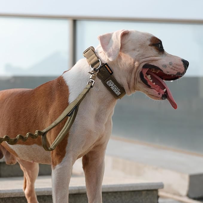 EXCELLENT ELITE SPANKER Puppy Dog Collar - Nylon Adjustable, Soft Padded Collar for Small Dogs