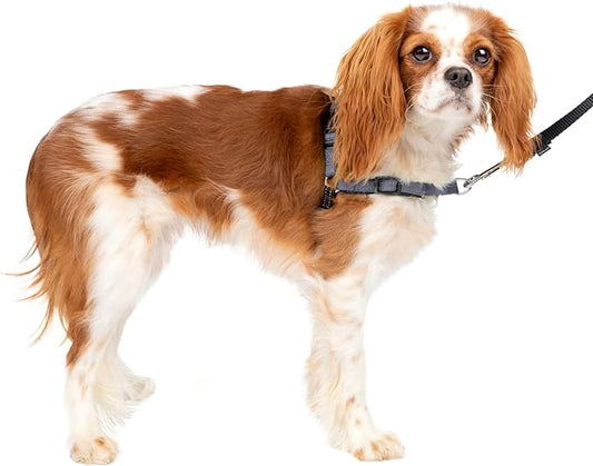 PetSafe® Deluxe Easy Walk® Dog Harness, No Pull Harness, Stop Pulling, Great for Walking and Training, Comfortable Padding, for Small Dogs- Steel/Black, Small