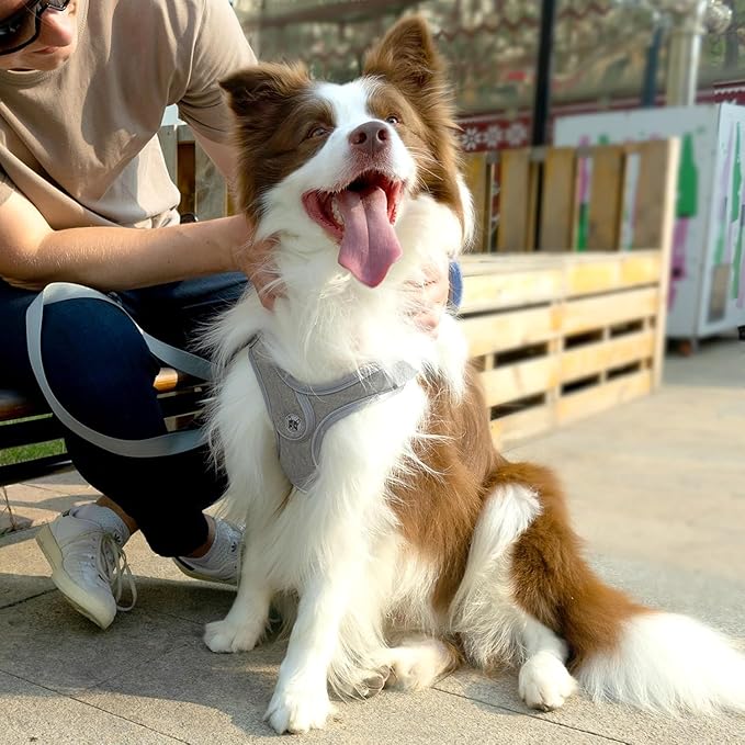 Small Dog Harness and Leash Set,No Pull Adjustable Step in Soft Mesh Vest Harness,Easy Walk Reflective Pet Harness with Padded Handle for Walking Training Small Medium Large Dogs and Cats (Grey, S)