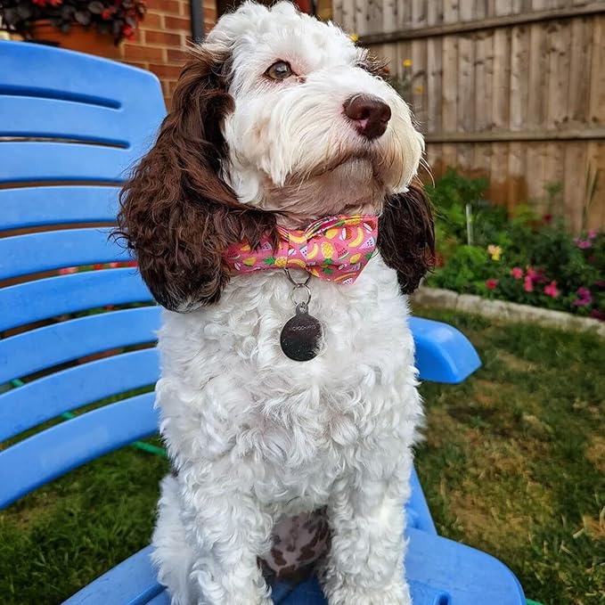 Dog Collar- Fruit Print Adjustable Pet Bow Collar Girl or Boy Puppy Collars Bowtie Cute Soft Duarble Collars for Small Medium Large Dog