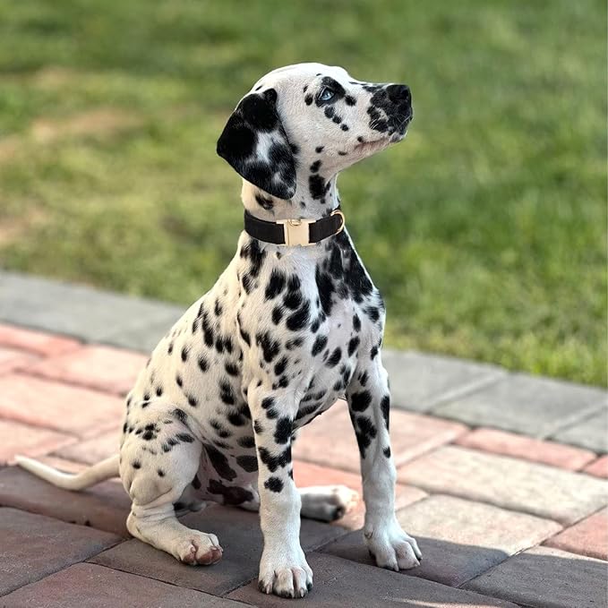 Soft Dog Collar with Metal Buckle Adjustable Durable Comfort Cotton Corduroy Collars for Small Dogs Velvet Dog Collars, Black