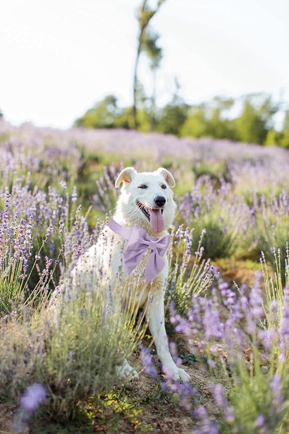 Unique style paws Silk Green Color Dog Collar Adjustable Durable Dog Collar with Bow Wedding Bowtie Collar for X-Small Puppy and Cats (XS, Lavender)