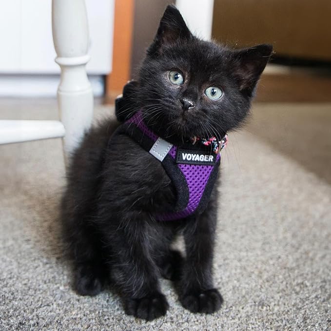 Voyager Step-in Air All Weather Mesh Harness and Reflective Dog 5 ft Leash Combo with Neoprene Handle, for Small, Medium and Large Breed Puppies by Best Pet Supplies - Purple/Black Trim, X-Large