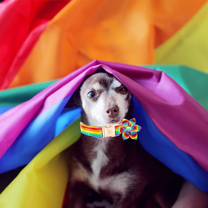 Elegant little tail Dog Collar, Rainbow Flag Dog Collar Flower LGBT Flower Dog Collars Holiday Pet Gift Adjustable Soft Puppy Collar for Large Dogs