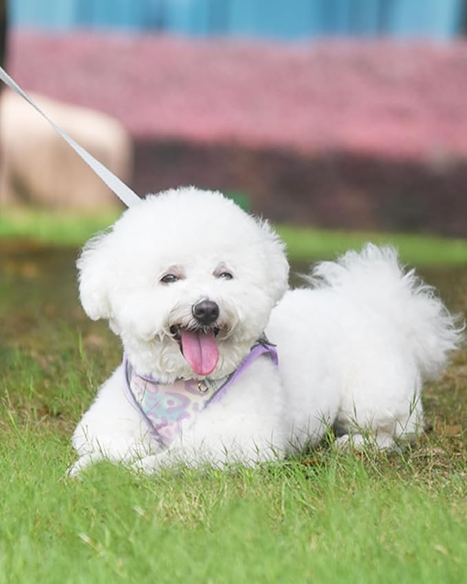 Dog Harness for Small Medium Dogs No Pull, Cat Harness and Leash Set, Puppy Harness for Small Dogs, Xs Dog Harness, Step in Dog Harness, Harness and Leash for Small Dogs. (Purple, M)