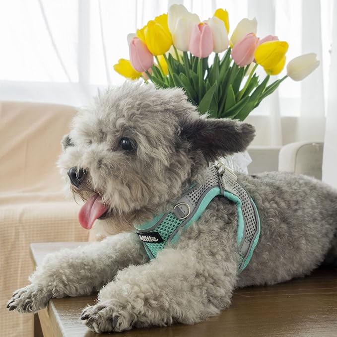 AIITLE Dog Harness, Spring No-Pull Cat Harness with a Leash, Adjustable Reflective Dog Vest, Cat Harness Escape Proof, Outdoor Walking, Camping for Extra Small Dogs and House Cats Turquoise XXXS