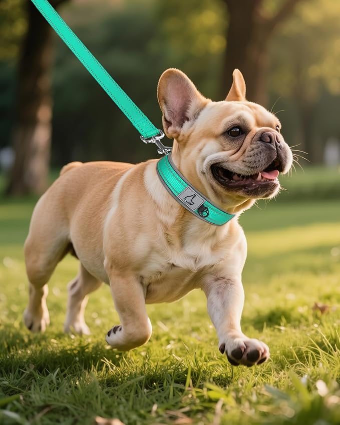 Joytale Dog Collar for Small Dogs, Neoprene Padded and Adjustable, Reflective Wide Heavy Duty Pet Collars with Durable Metal Belt Buckle for Walking, Teal, S