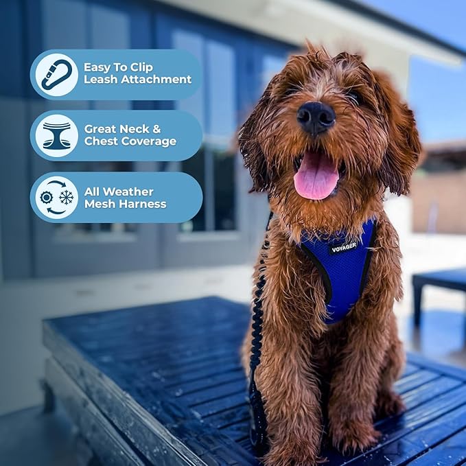 Voyager Step-in Air All Weather Mesh Harness and Reflective Dog 5 ft Leash Combo with Neoprene Handle, for Small, Medium and Large Breed Puppies by Best Pet Supplies - Royal Blue/Black Trim, X-Small