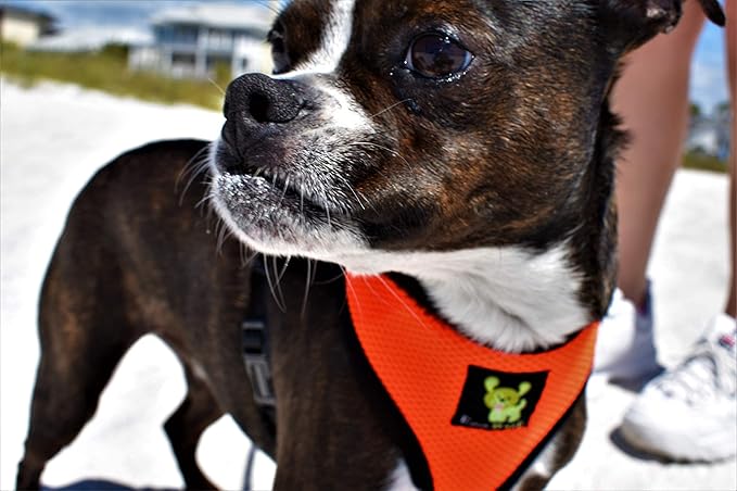 Dog Harness Soft Gentle No Pull No Choke Dog Harnesses Double Padded Halter Ultra Cushion Walking Breathable Mesh Dog Vest for Puppies XS Small Medium Large XL (Medium (Neck 12 to 14 in), Orange)