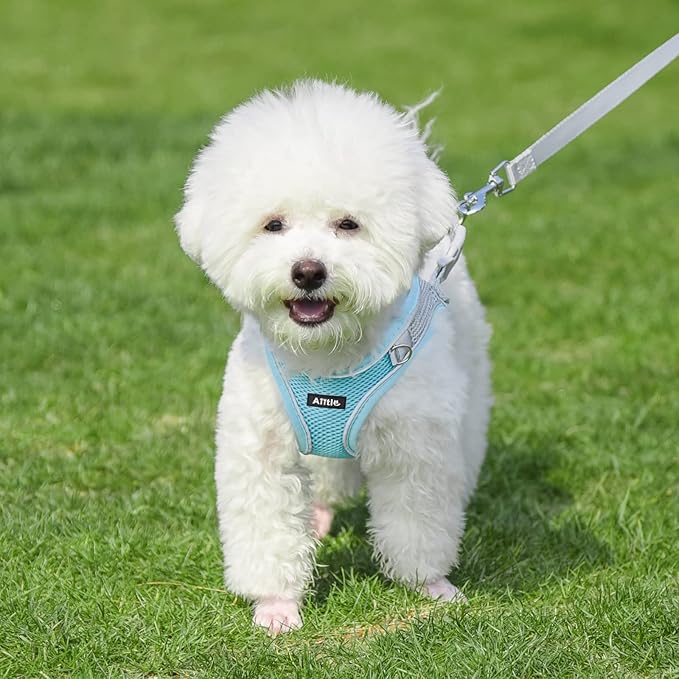 AIITLE Dog Harness, Spring No-Pull Cat Harness with a Leash, Adjustable Reflective Dog Vest, Cat Harness Escape Proof, Outdoor Walking, Camping for Extra Small Dogs and House Cats Blue XXXS