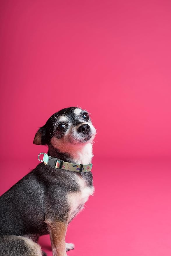 Dog Collar, Cute Holiday in Beach Pattern, Soft and Adjustable Collar with Quick Release Buckle (XS (Neck 9-13", Width 3/8"), Beach Green)