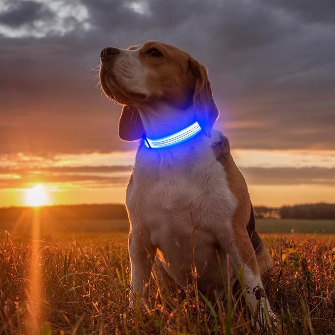 Illumifun LED Dog Collar, Reflective Light Up Collars for Small Dog, USB Rechargeable Pet Collar Light for Dogs Walking Camping (BlueⅢ, Small)