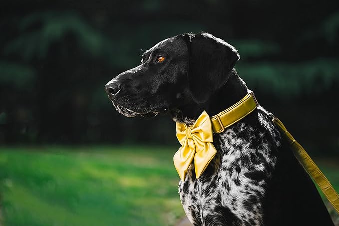 Unique style paws Silk Yellow Color Dog Collar Adjustable Durable Dog Collar with Bow Wedding Bow tie Dog Collar for X-Small Puppy and Cats