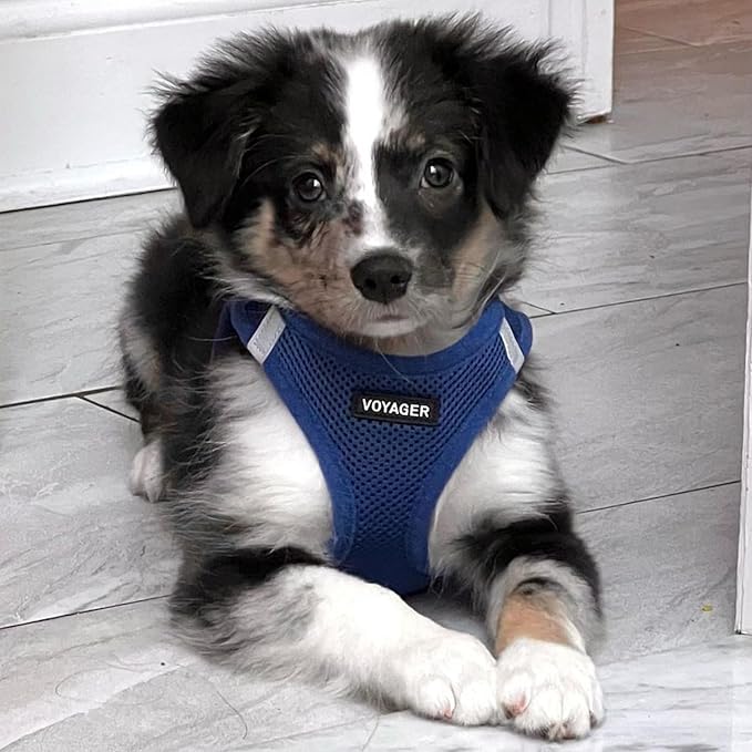 Voyager Step-in Air All Weather Mesh Harness and Reflective Dog 5 ft Leash Combo with Neoprene Handle, for Small, Medium and Large Breed Puppies by Best Pet Supplies - Set (Royal Blue), M