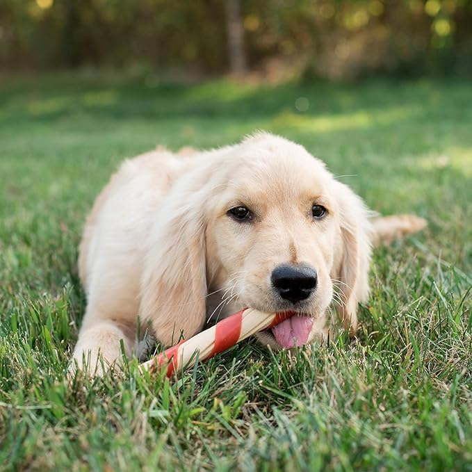 NutriChomps Dog Chews, 6-inch Twists, Easy to Digest, Rawhide-Free Dog Treats, 21 Count, Real Chicken flavor