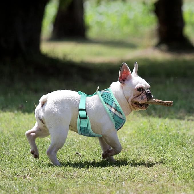 PUPTECK Soft Mesh Dog Harness and Leash Set Pet Puppy Cat Comfort Padded Vest No Pull Harnesses, Green, S