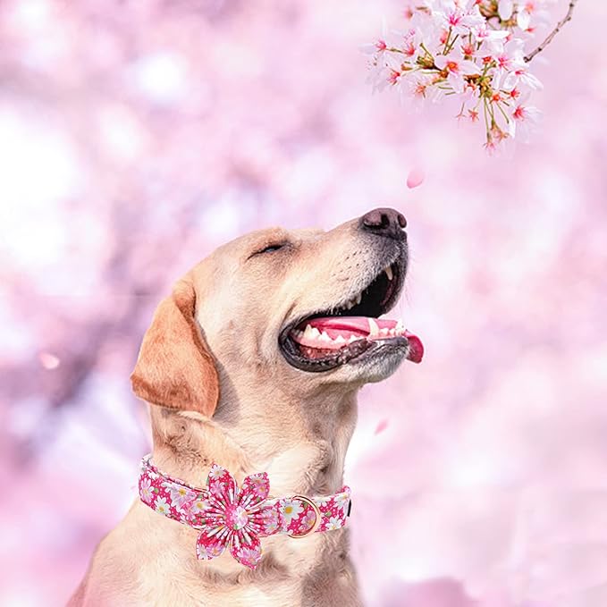 Elegant Little Tail Girl Dog Collar with Flowers - Pink Floral Pattern, Adjustable for Small Dogs