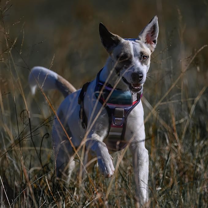Embark Adventure Dog Harness, Reflective Trim XL Dog Harness for Extra Large Dogs No Pull - Military Grade Nylon, 2 Leash Clips & Gel Lined Handle. Soft & Padded Puppy Harnesses for Any Breed