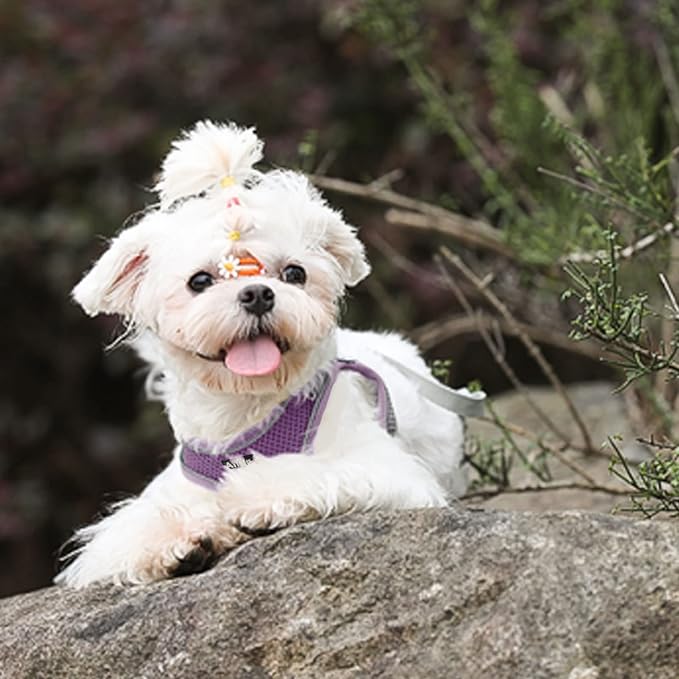 AIITLE Dog Harness, Spring No-Pull Cat Harness with a Leash, Adjustable Reflective Dog Vest, Cat Harness Escape Proof, Outdoor Walking, Camping for Extra Small Dogs and House Cats Purple XXXS