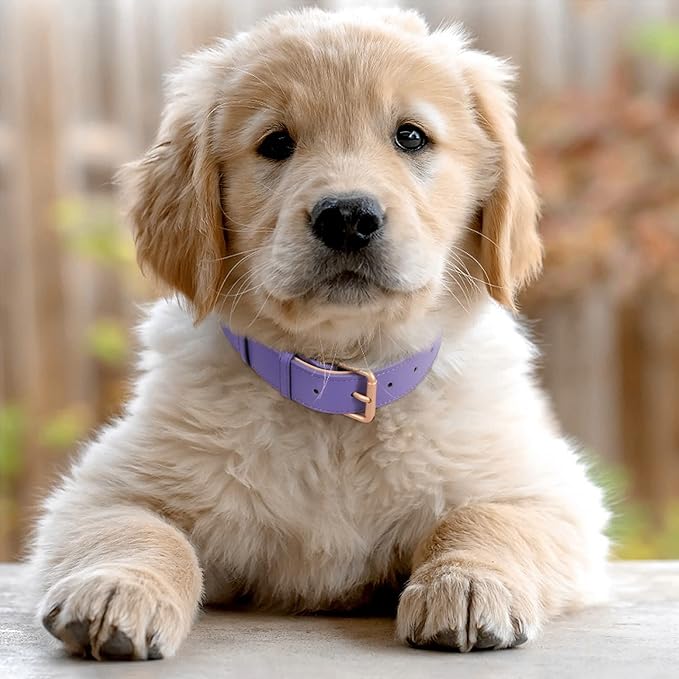 WHIPPY Leather Dog Collar for Small Medium Large Dog Adjustable Soft Breathable Leather Padded Puppy Collar with Alloy Buckle Heavy Duty Waterproof Classic Dog Pet Collar,Purple,S