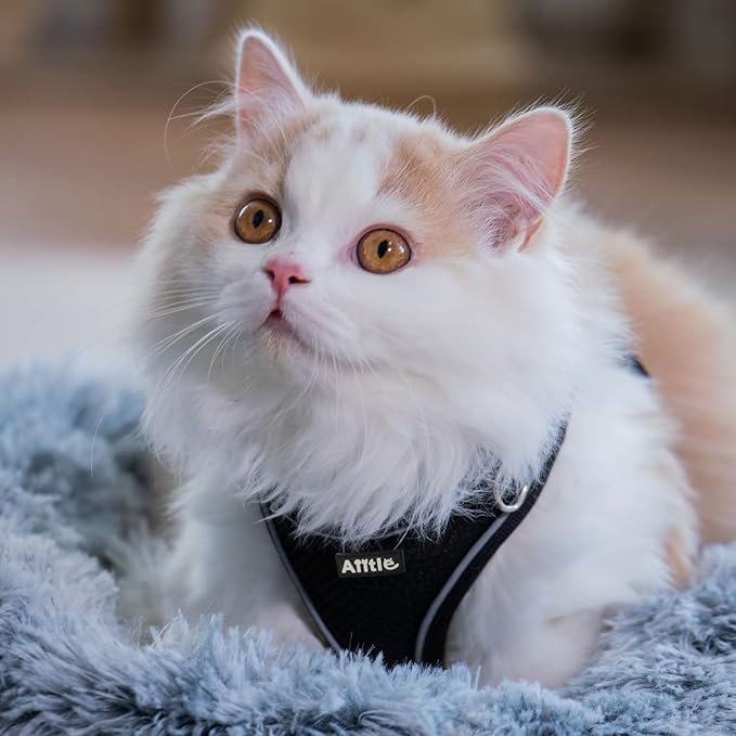 AIITLE Comfortable Dog Harness and Leash Set for Walking - Spring Step in Vest Harness,Reflective Bands, Adjustable No Pull Puppy Essentials, for Small Dogs and House Cats Black XS