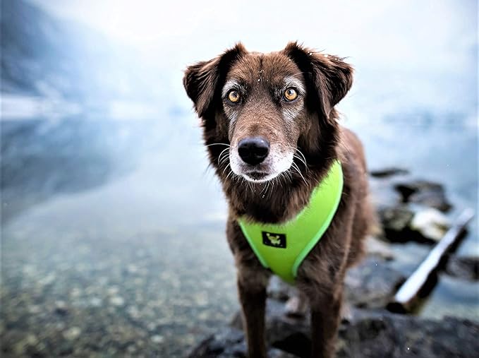 EcoBark Dog Harness - Luxurious Soft Mesh - Eco-Friendly Over The Head Vest Harness - No Pull & No Choke Design - Padded Breathable Body Halter - Large Puppies & Medium Breeds (Green, XL)