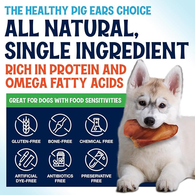 Whole Pig Ears for Dogs Large - 15 Pack Long Lasting Dog Chews – Dog Treats One Ingredient Delicious All Natural Flavor – Easy to Digest Dog Treats for Large Dog - Great for Teeth and Gums