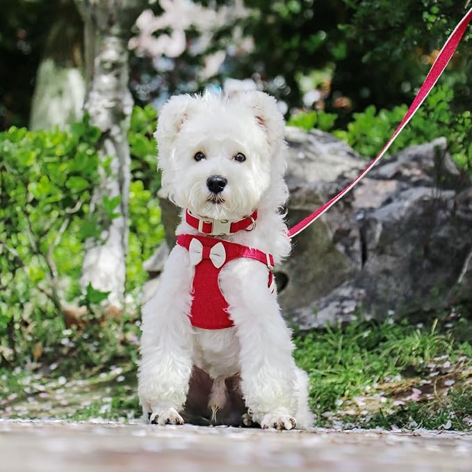 Didog Small Dog Harness Collar and Leash Set, Adjustable Lightweight Vest Harness with Cotton Soft Mesh for Small Dogs, Cats (Red, S)
