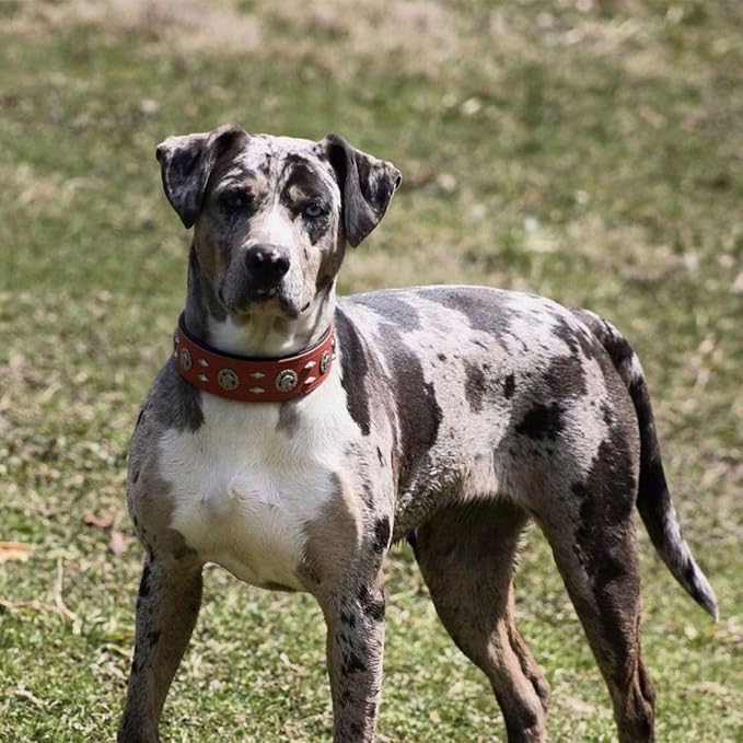 Premium Leather Dog Collar for Large Dogs - 2-Inch Wide Adjustable Soft Handmade Heavy Duty Collar for Giant Breeds, Durable & Comfortable - Brown (XL)