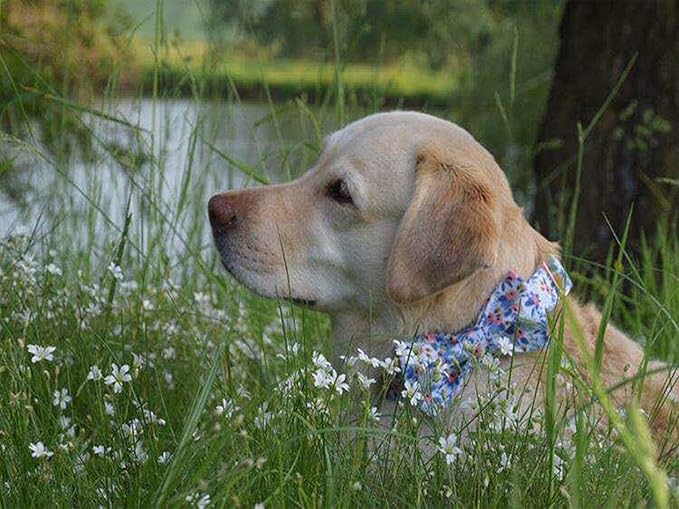 Unique style paws Dog Collar Bow tie Collar Adjustable Collars for Dogs and Cats Small Medium Large