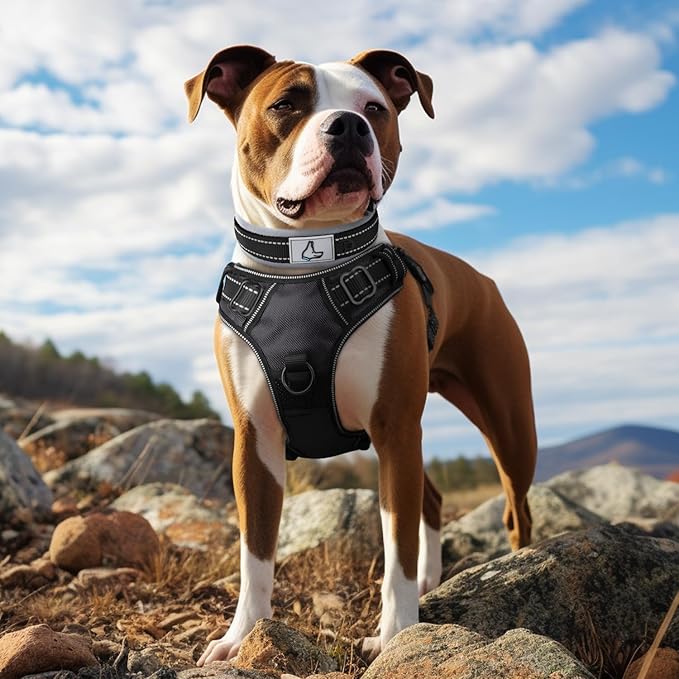 Joytale Dog Collar for Medium Dogs, Neoprene Padded and Adjustable, Reflective Wide Heavy Duty Pet Collars with Durable Metal Belt Buckle for Walking, Black, M