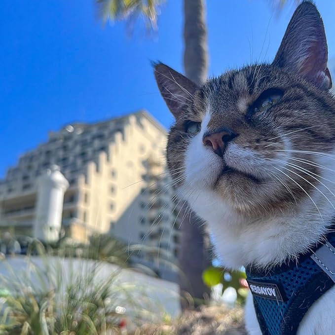 Voyager Step-in Air All Weather Mesh Harness and Reflective Dog 5 ft Leash Combo with Neoprene Handle, for Small, Medium and Large Breed Puppies by Best Pet Supplies - Blue/Black Trim, Large