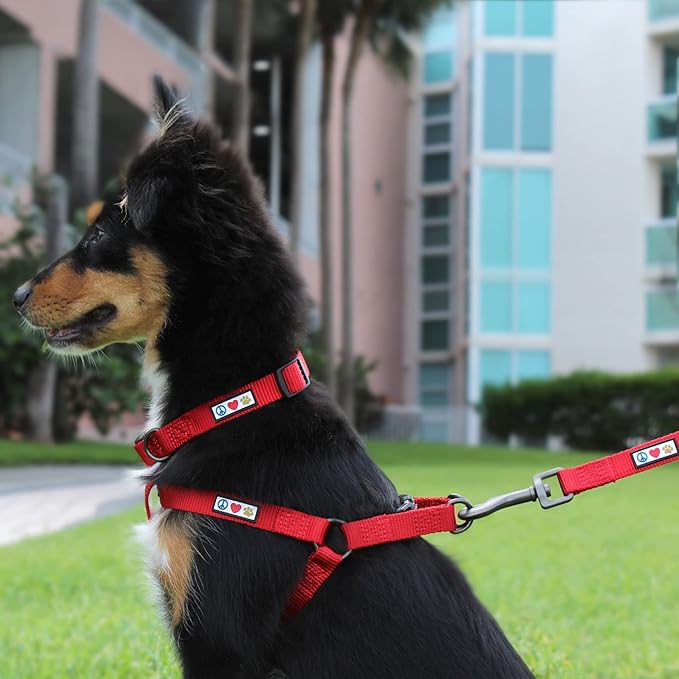 Pawtitas Solid Color Step-in Dog Harness - Purple, Large, for Puppy & Dog Training & Walking