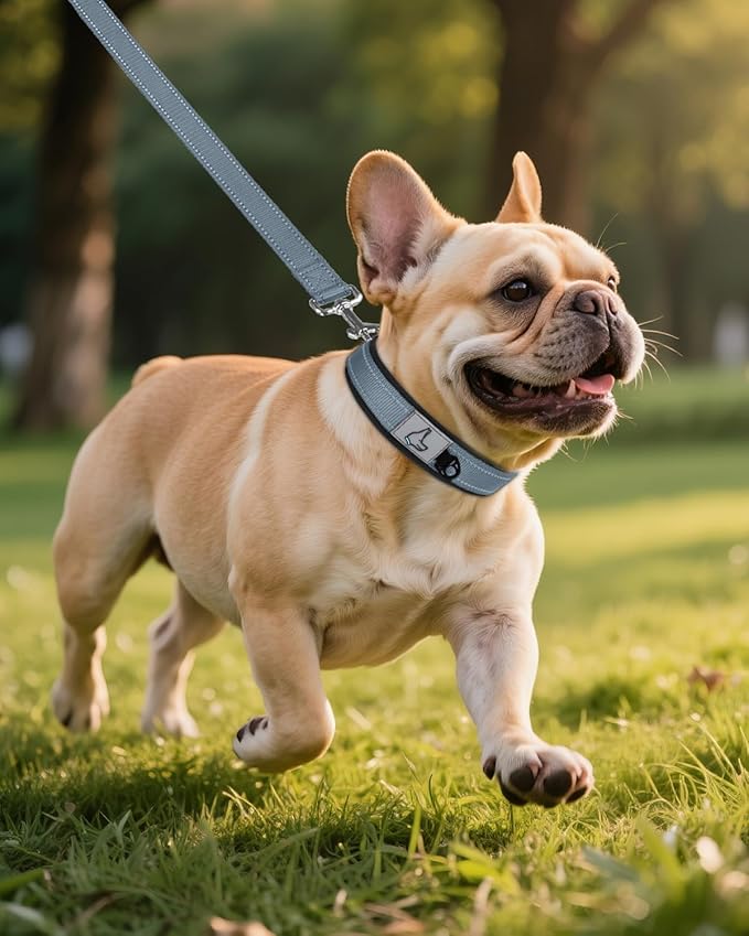 Joytale Dog Collar for Small Dogs, Neoprene Padded and Adjustable, Reflective Wide Heavy Duty Pet Collars with Durable Metal Belt Buckle for Walking, Gray, S