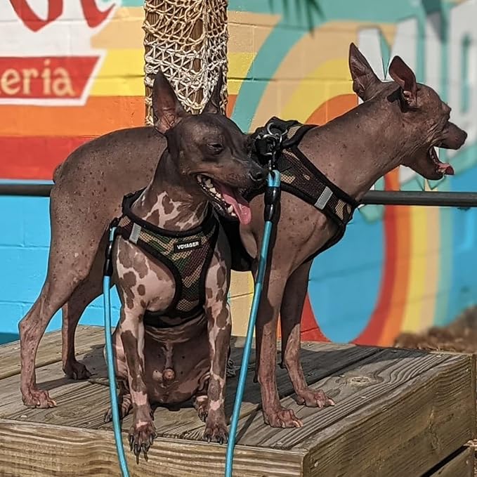 Voyager Step-in Air All Weather Mesh Harness and Reflective Dog 5 ft Leash Combo with Neoprene Handle, for Small, Medium and Large Breed Puppies by Best Pet Supplies - Army/Black Trim, XX-Small