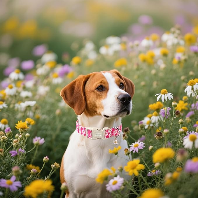 Unique style paws Dog Collar Plastic Buckle with Pendant Rose Daisy Flowers Puppy Collars for Small Medium Large Boys Girls Dogs