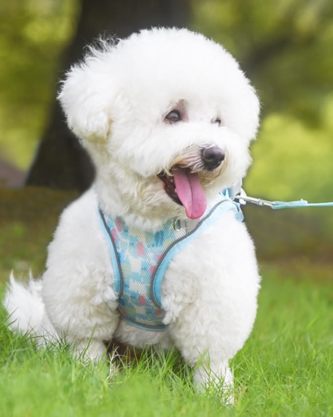 Dog Harness and Leash Set for Small Medium Dogs, No Pull, Step-in, Cat Harness (Blue, XS)