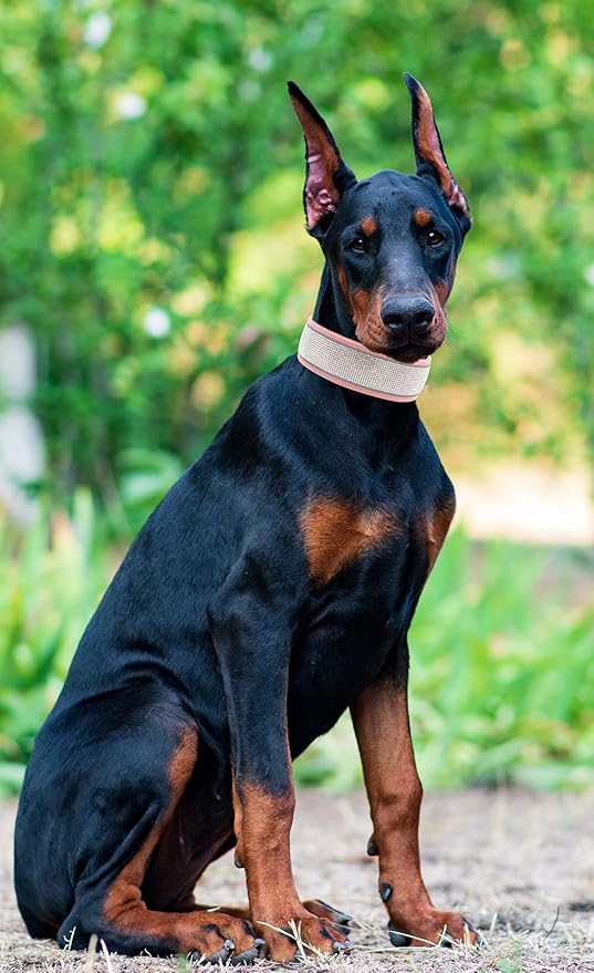 Bling Diamond Dog Collar for Females Girls,Soft Velvet Leather with Fancy Sparkly Crystal Rhinestones,Reflective Stripe,Suit Medium Large Dogs (Red, L)