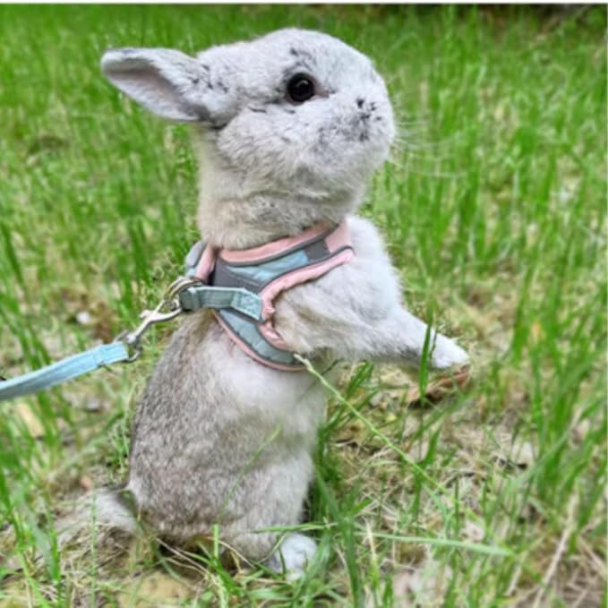 Rabbit Harness and Leash - Adjustable Bunny Harness Escape Proof for Walking Runnig Hiking Camping Outdoor - Cute Small Animal Harness Leash Set (Small)