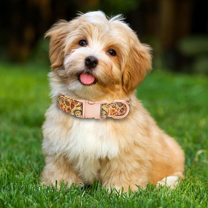 Dog Collar and Leash Set Girls Adjustable Puppy Collars with Floral Bow Tie for Small Medium Large Female Dogs, Orange Paisley,M