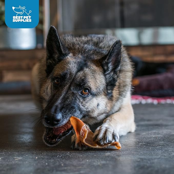 Best Pet Supplies GigaBite Roasted Pig Ears for Dogs - Natural Dog Chews, Roasted Pigs Ears, Safe for Puppies and Aggressive Chewers, Cleans Teeth and Gums - Pack of 25